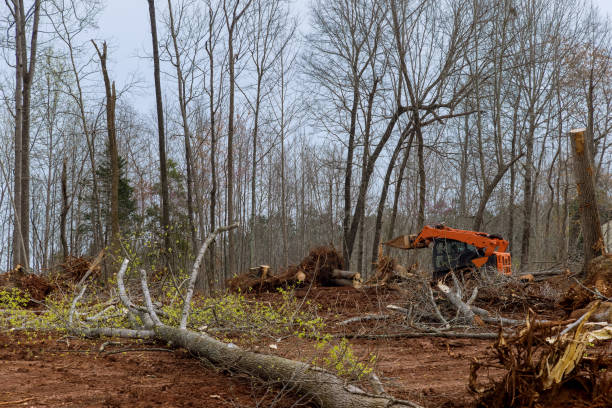 Best Storm Damage Tree Cleanup  in Merton, WI