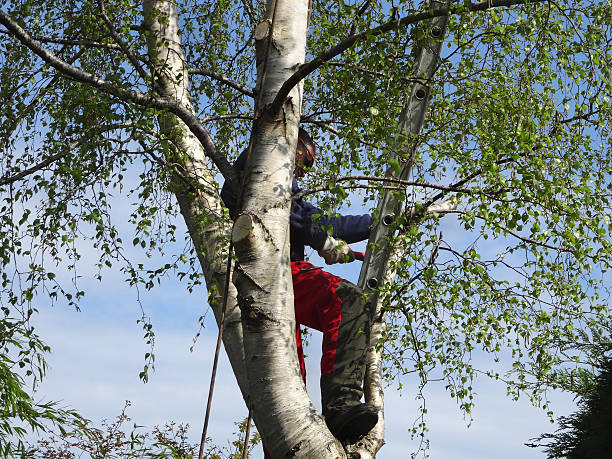 Best Tree Cabling and Bracing  in Merton, WI